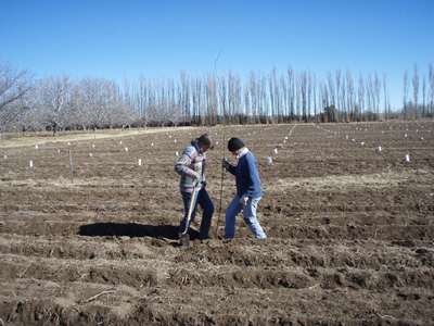 001 Planting plum trees San Rafael P8170084.jpg